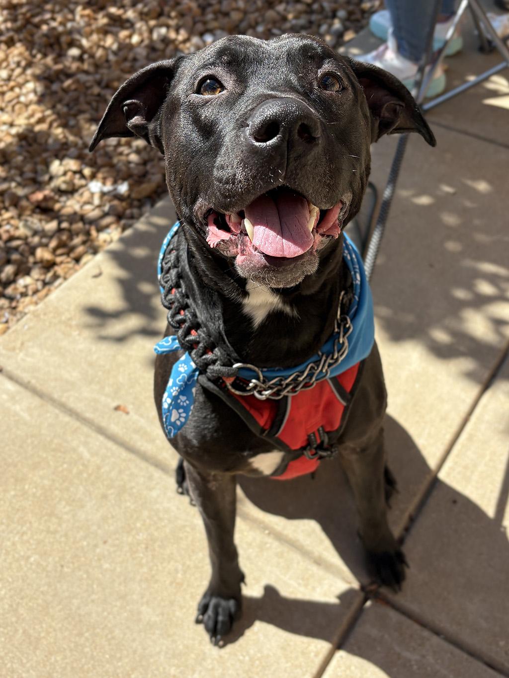 Enlarge Haydes, a Adoptable mixed breed in Lake Saint Louis, MO image 6/6