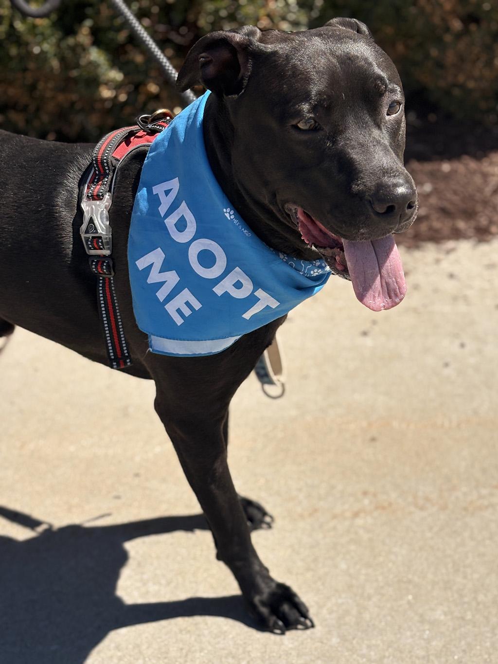 Enlarge Haydes, a Adoptable mixed breed in Lake Saint Louis, MO image 2/6