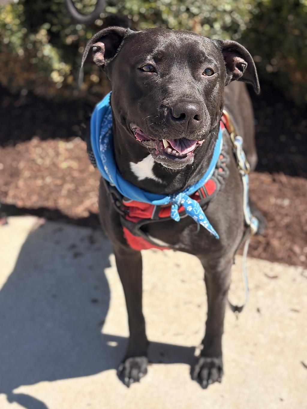 Enlarge Haydes, a Adoptable mixed breed in Lake Saint Louis, MO image 5/6