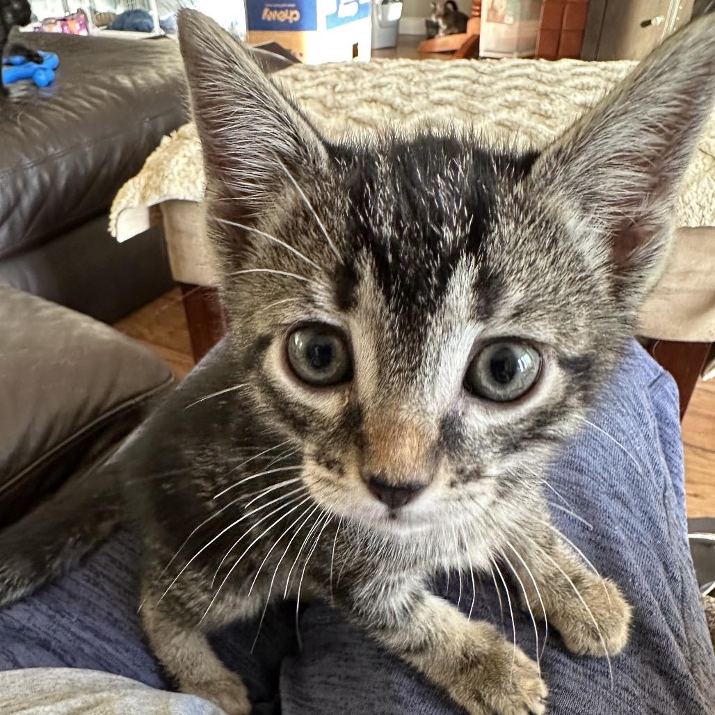 Peter, Adoptable, Kitten Male Domestic Short Hair & Domestic Short Hair.