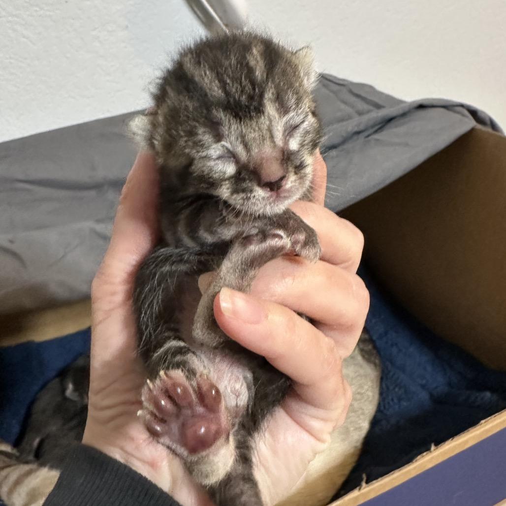 Enlarge Peter, a Adoptable mixed breed in Escondido, CA image 2/6