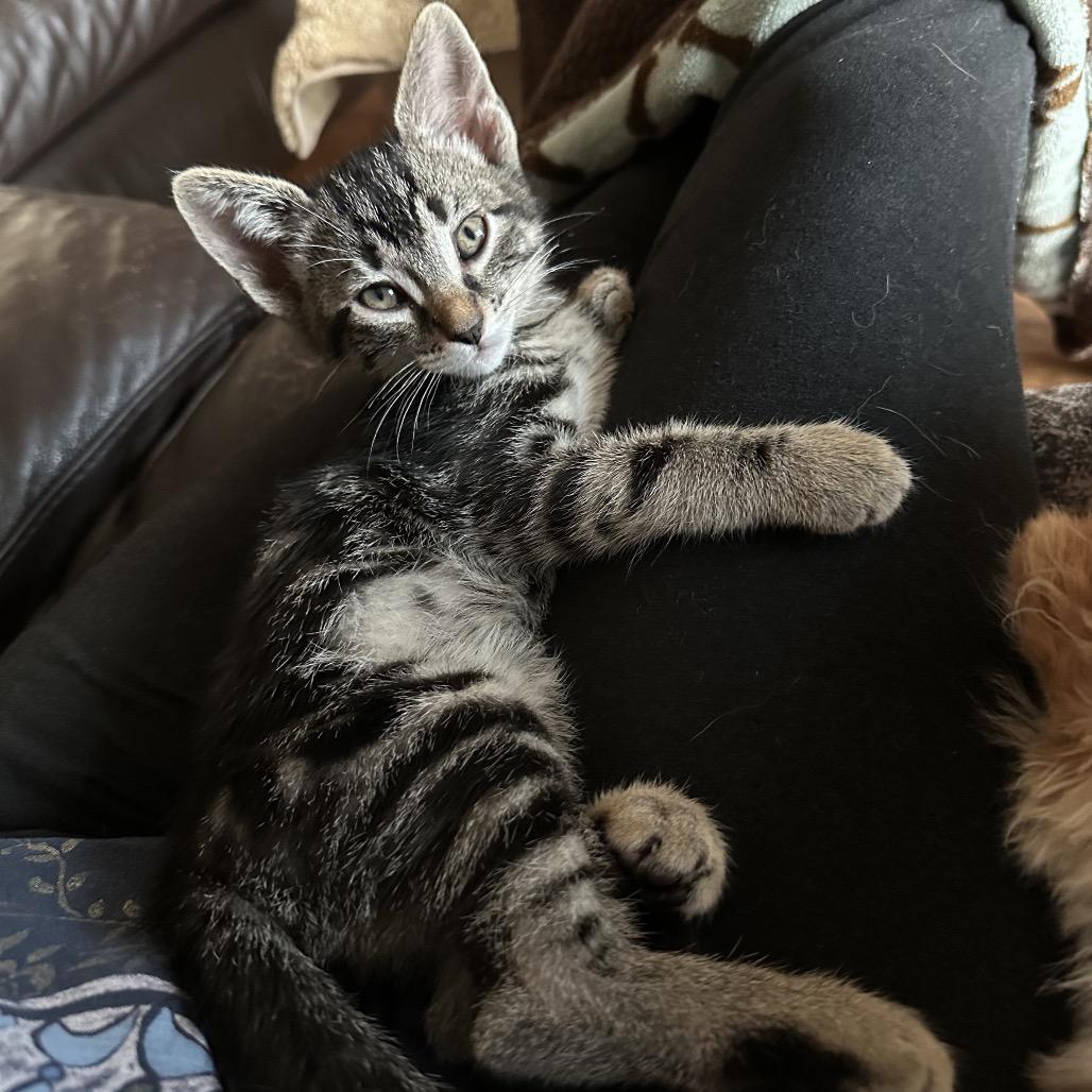 Enlarge Peter, a Adoptable mixed breed in Escondido, CA image 3/6