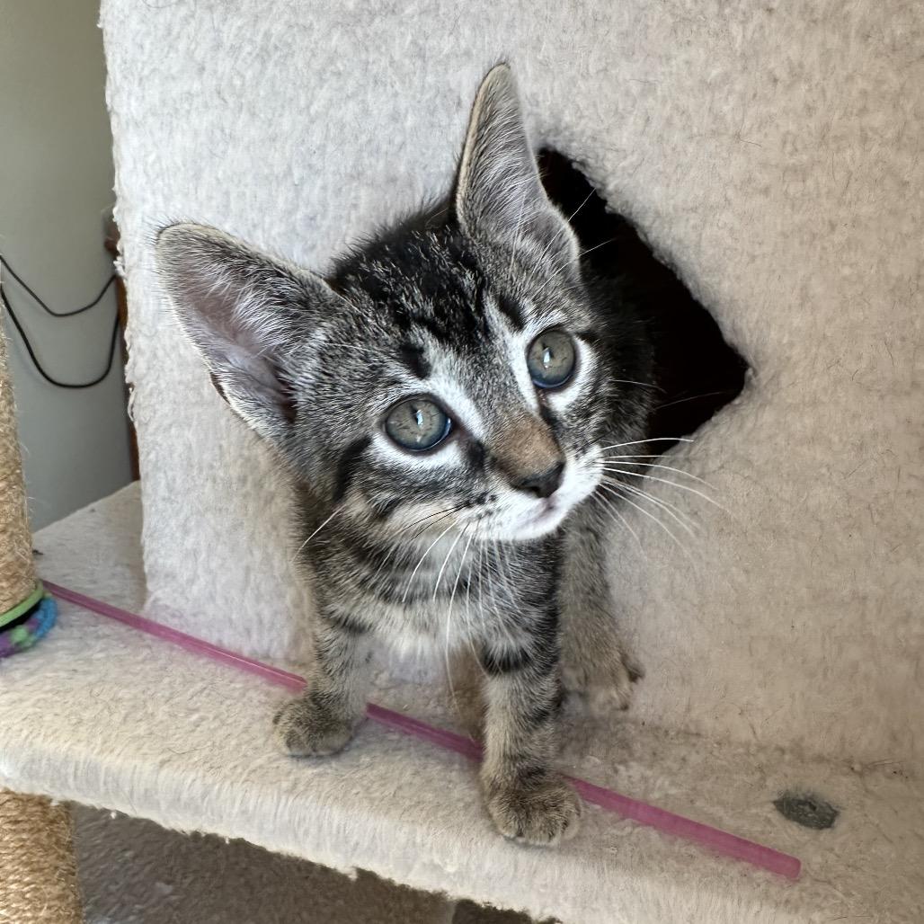 Enlarge Peter, a Adoptable mixed breed in Escondido, CA image 4/6