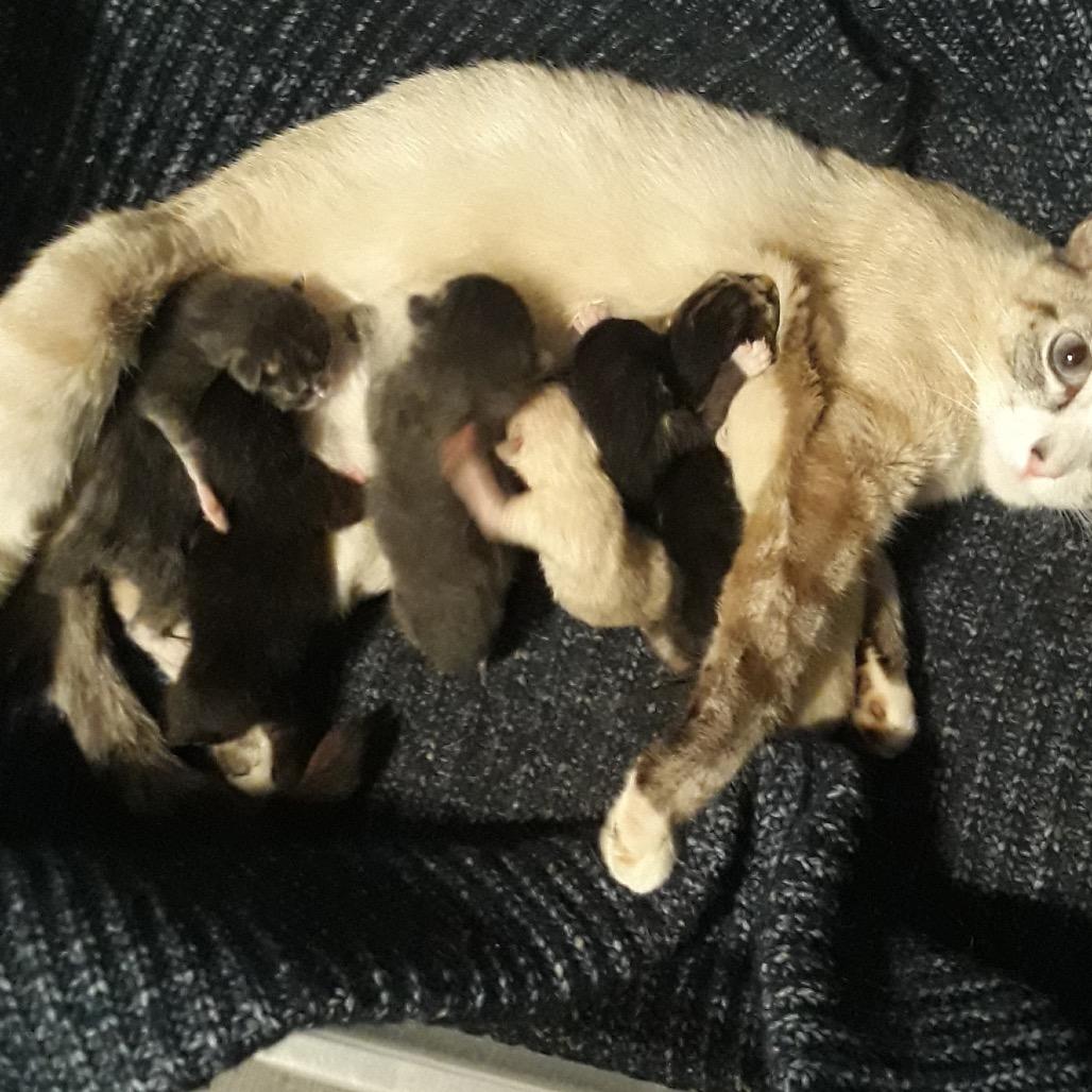 Enlarge Peter, a Adoptable mixed breed in Escondido, CA image 5/6