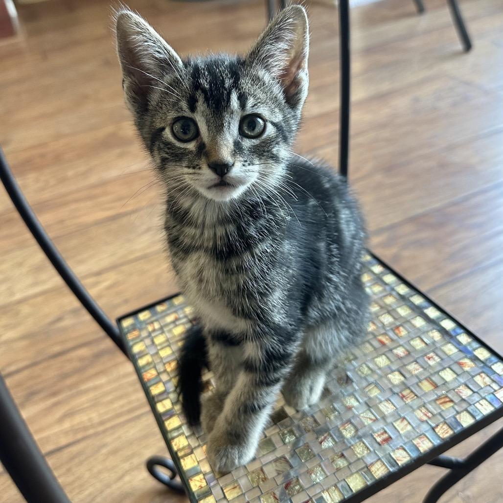 Enlarge Peter, a Adoptable mixed breed in Escondido, CA image 6/6