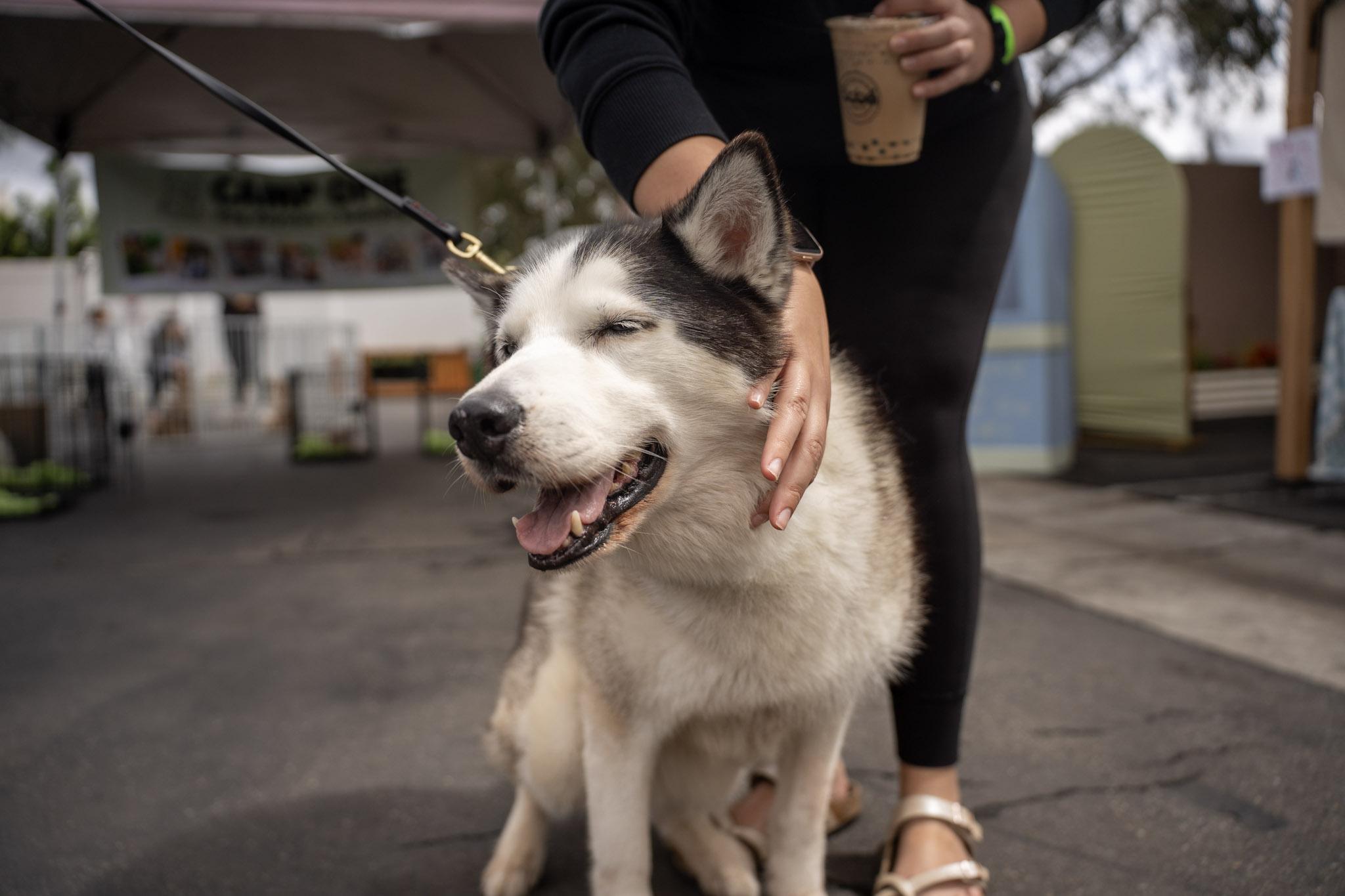 Enlarge Skya, a Adoptable Husky in Rancho Santa Margarita, CA image 6/6