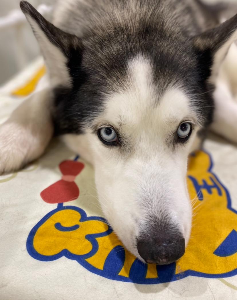Enlarge Skya, a Adoptable Husky in Rancho Santa Margarita, CA image 4/4