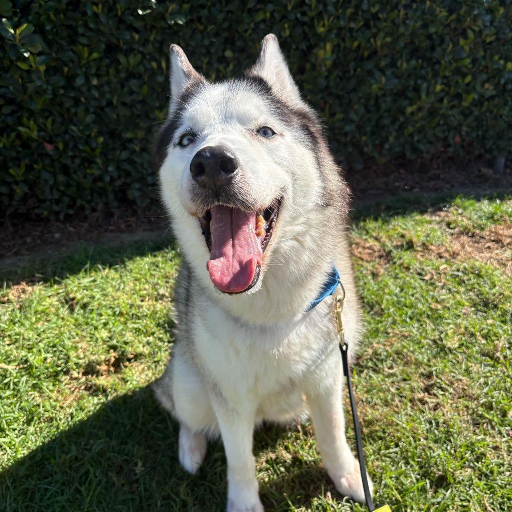 Skya, Adoptable, Senior Female Husky.