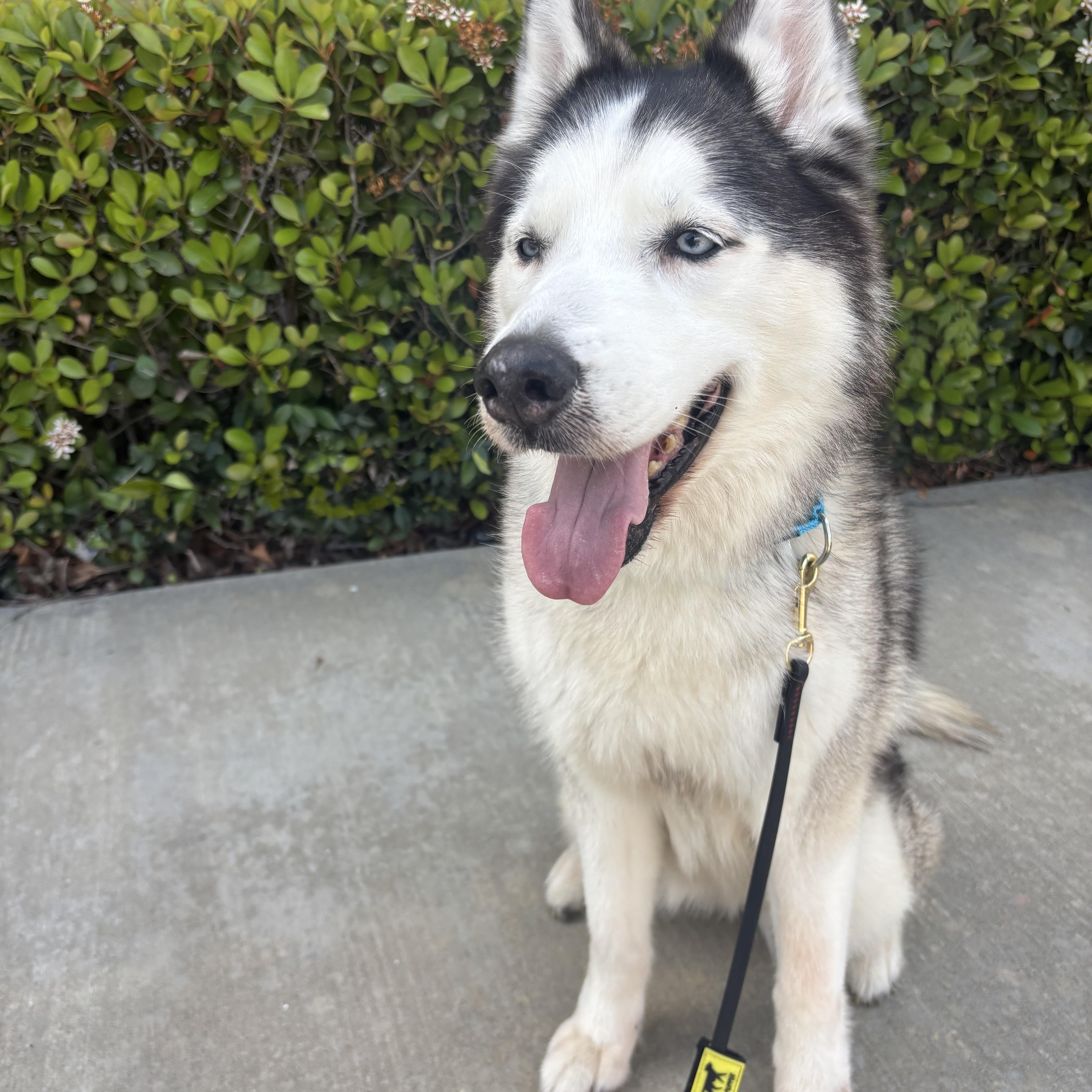 Enlarge Skya, a Adoptable Husky in Rancho Santa Margarita, CA image 1/5