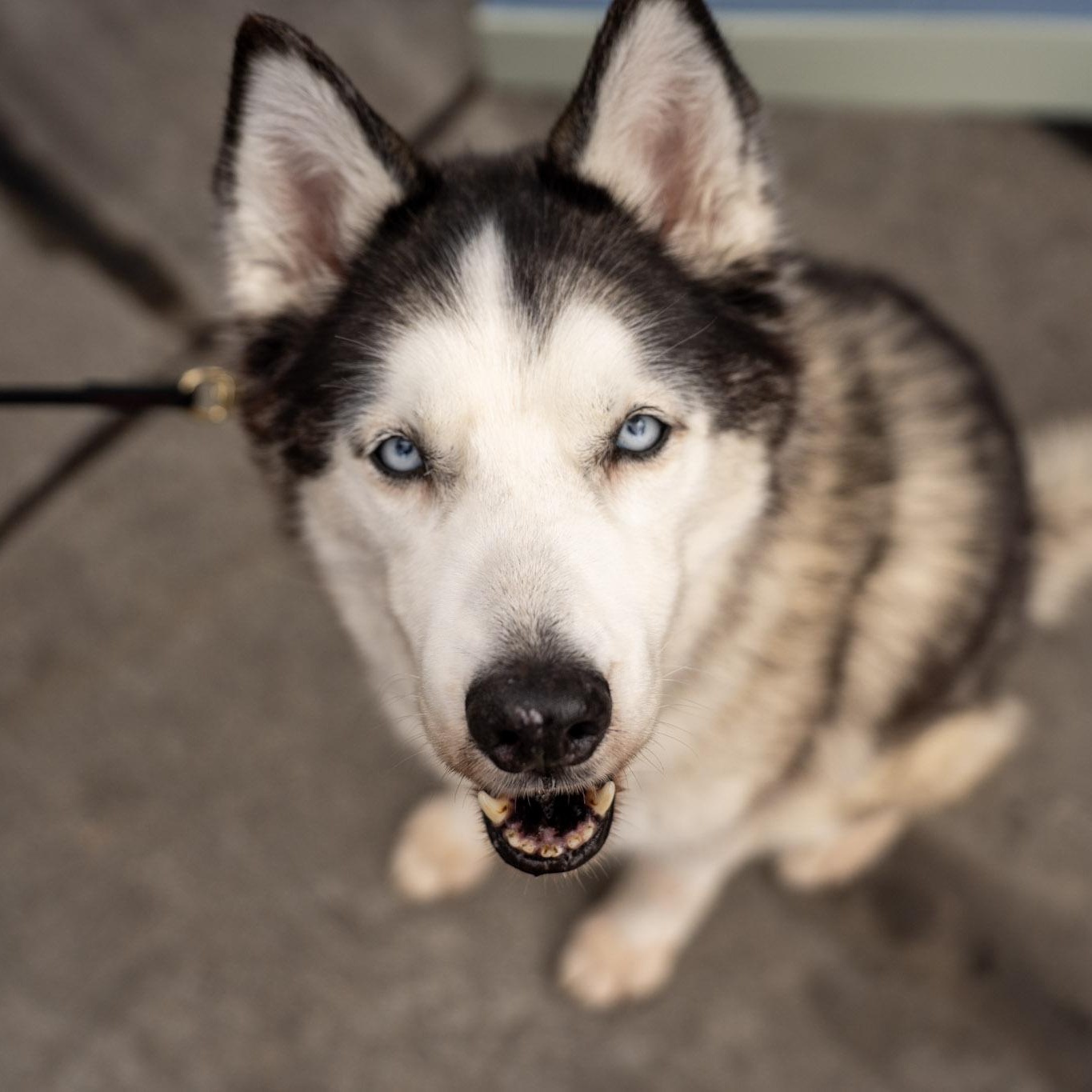 Skya, Adoptable, Senior Female Husky.