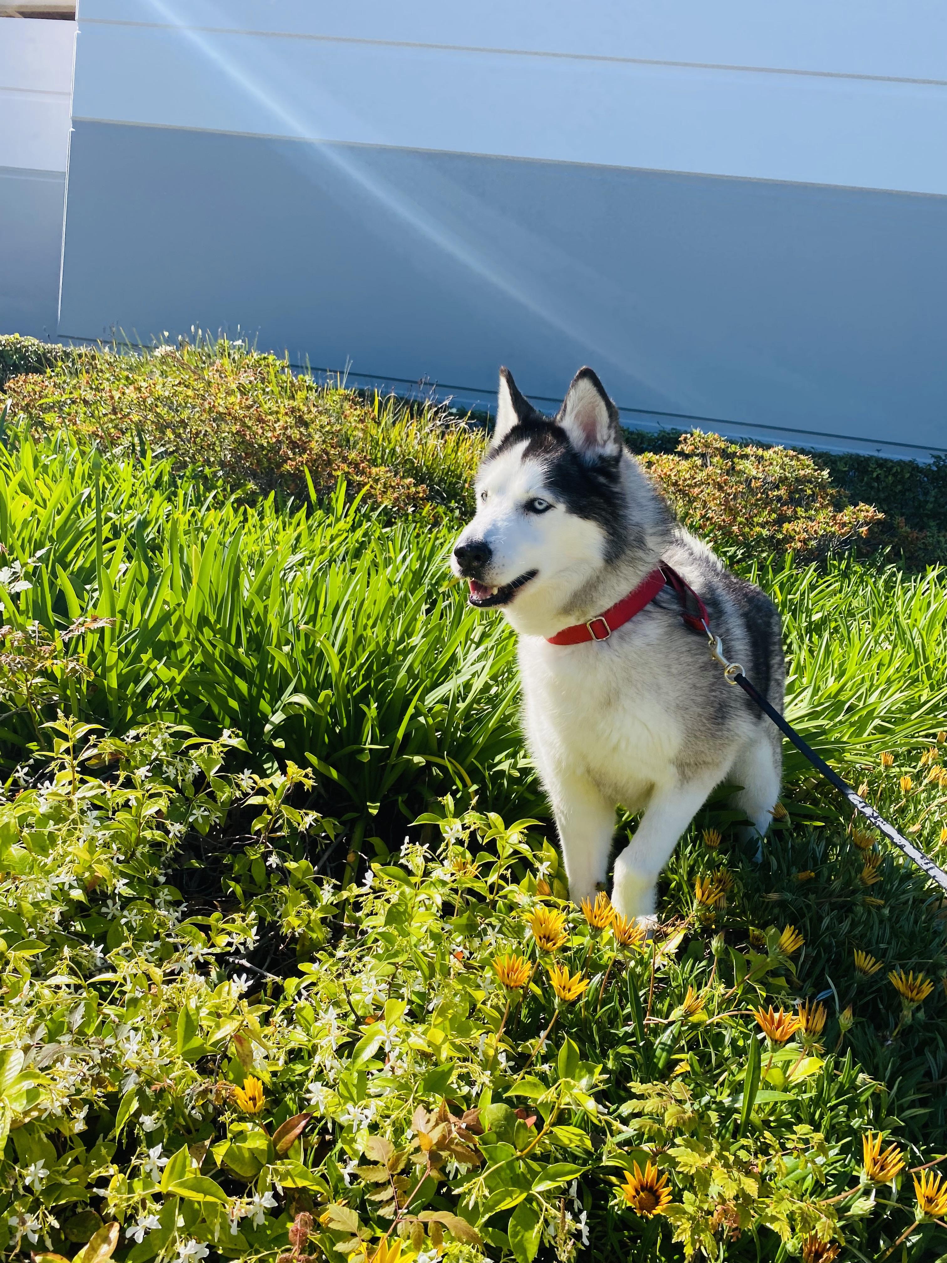Enlarge Skya, a Adoptable Husky in Rancho Santa Margarita, CA image 2/4