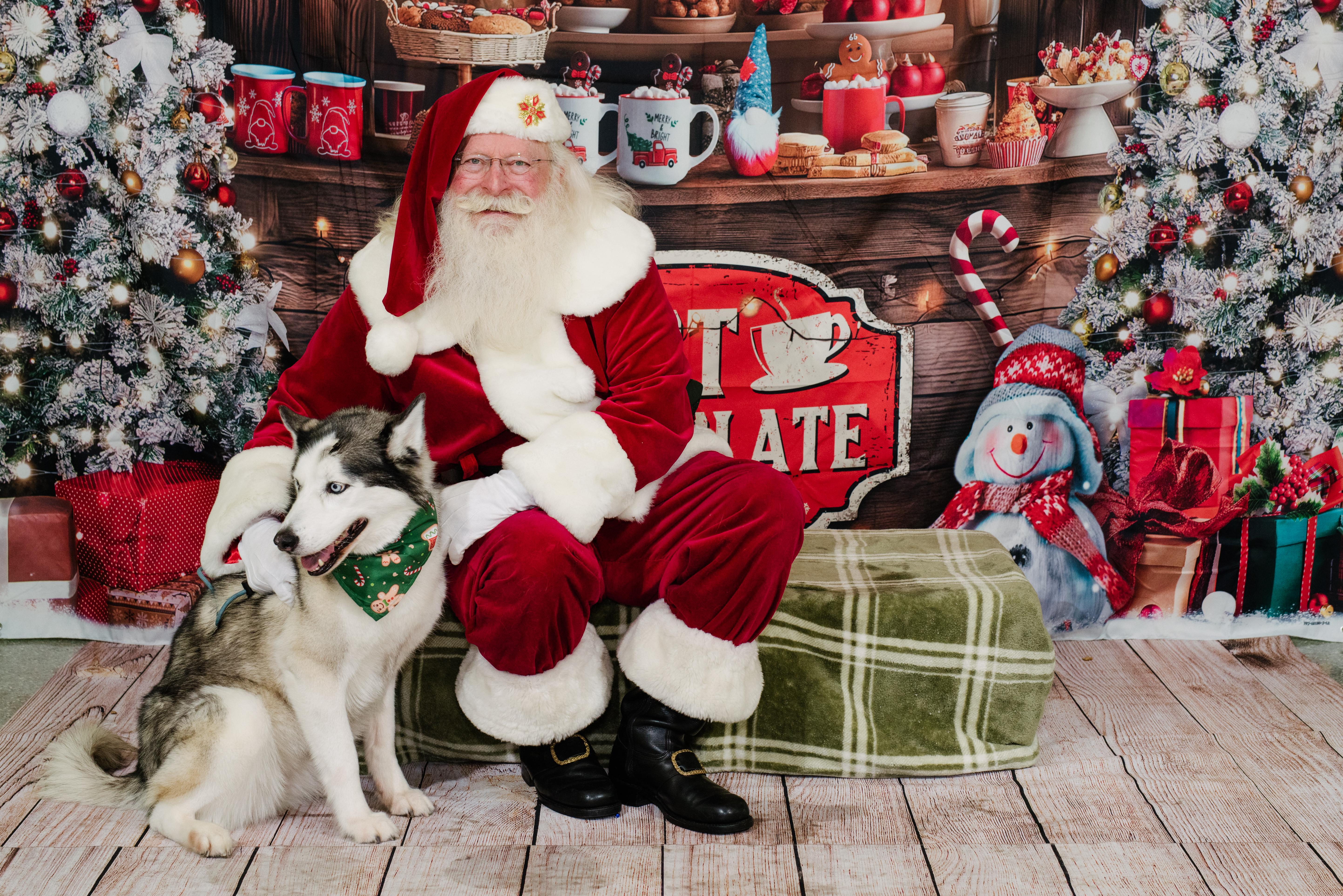 Enlarge Skya, a Adoptable Husky in Rancho Santa Margarita, CA image 3/4