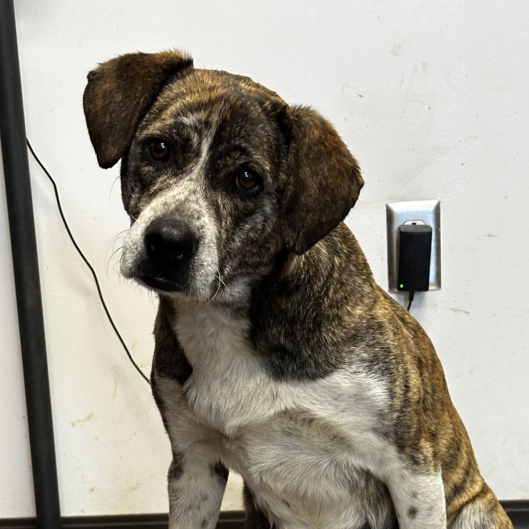 Trina, Adoptable, Adult Female Black Mouth Cur & Plott Hound.