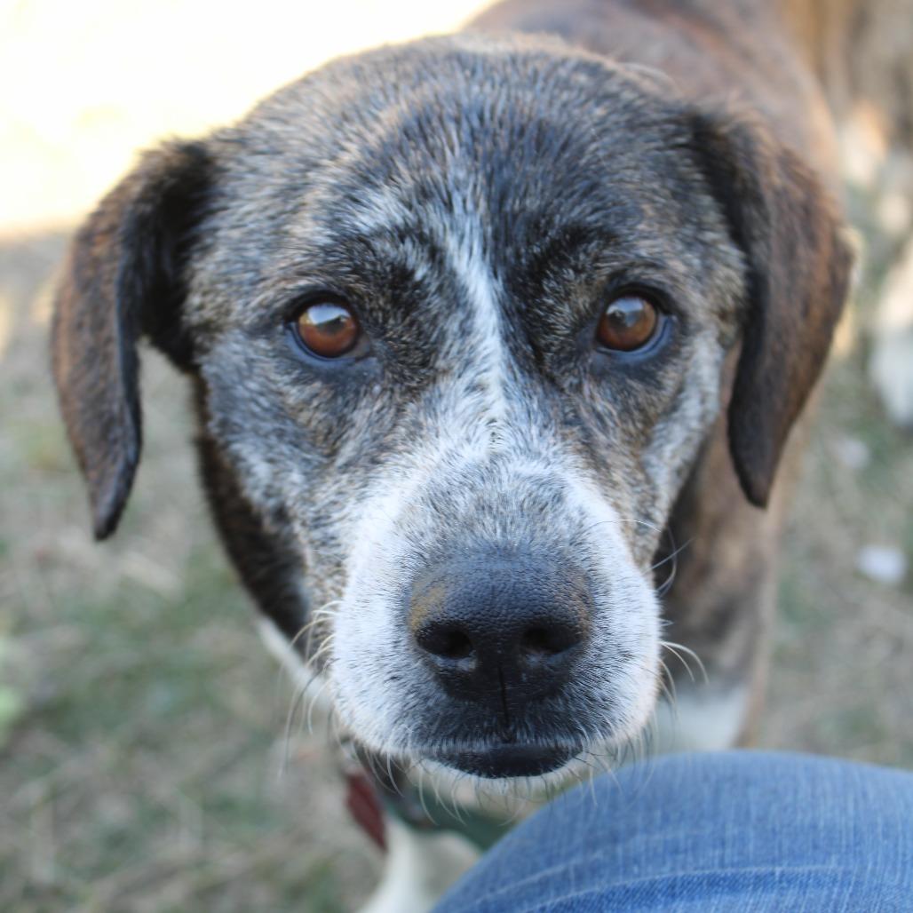 Trina, a Adoptable mixed breed in Cleveland, MS image 2/2