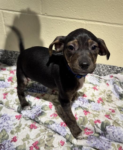 HEATH, Adoptable, Puppy Male German Shepherd Dog & Labrador Retriever.