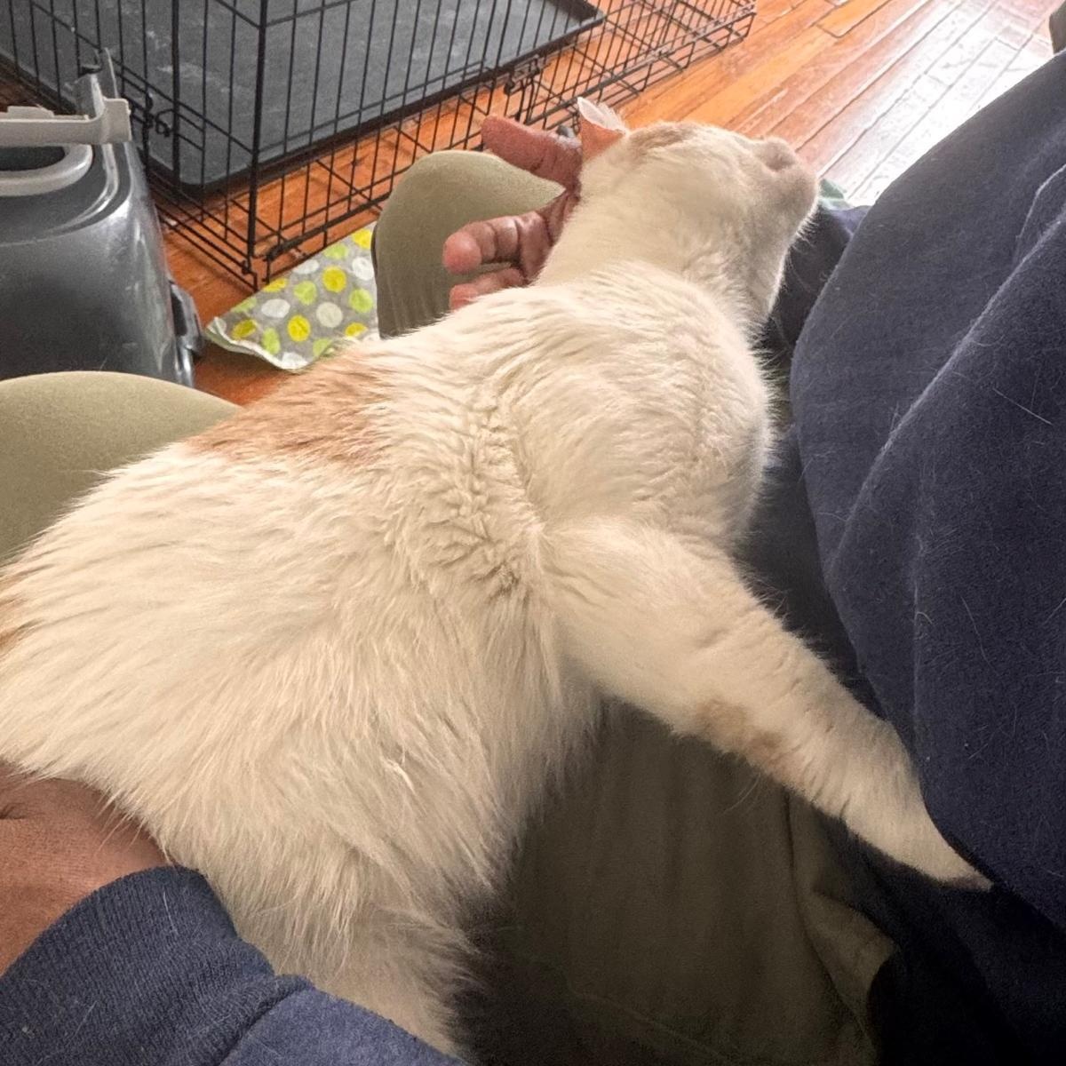 Creamsicle, a ADOPTABLE mixed breed in New york, NY image 3/3