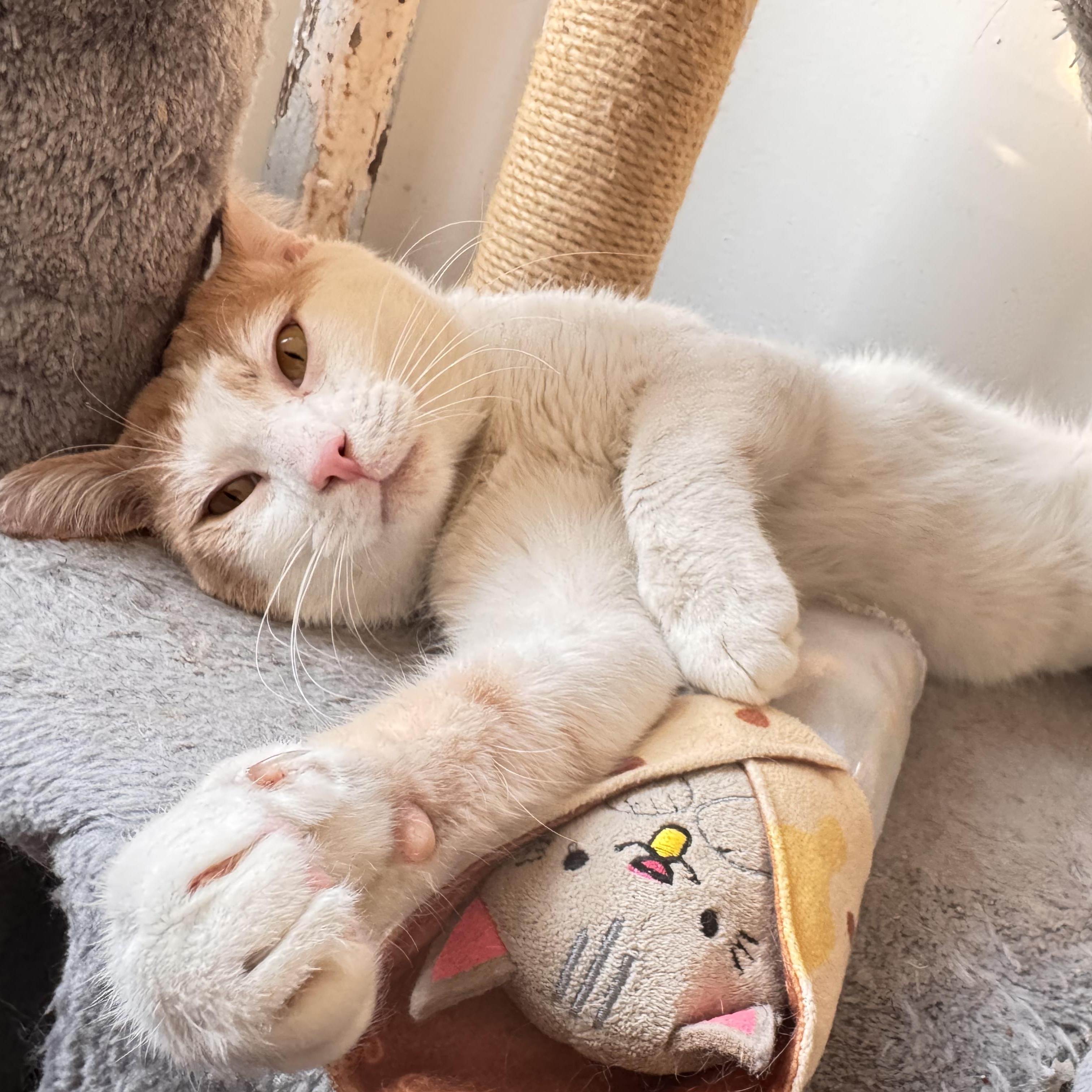 Creamsicle, ADOPTABLE, Young Male Domestic Short Hair.