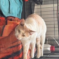 Creamsicle, a ADOPTABLE mixed breed in New york, NY image 2/3