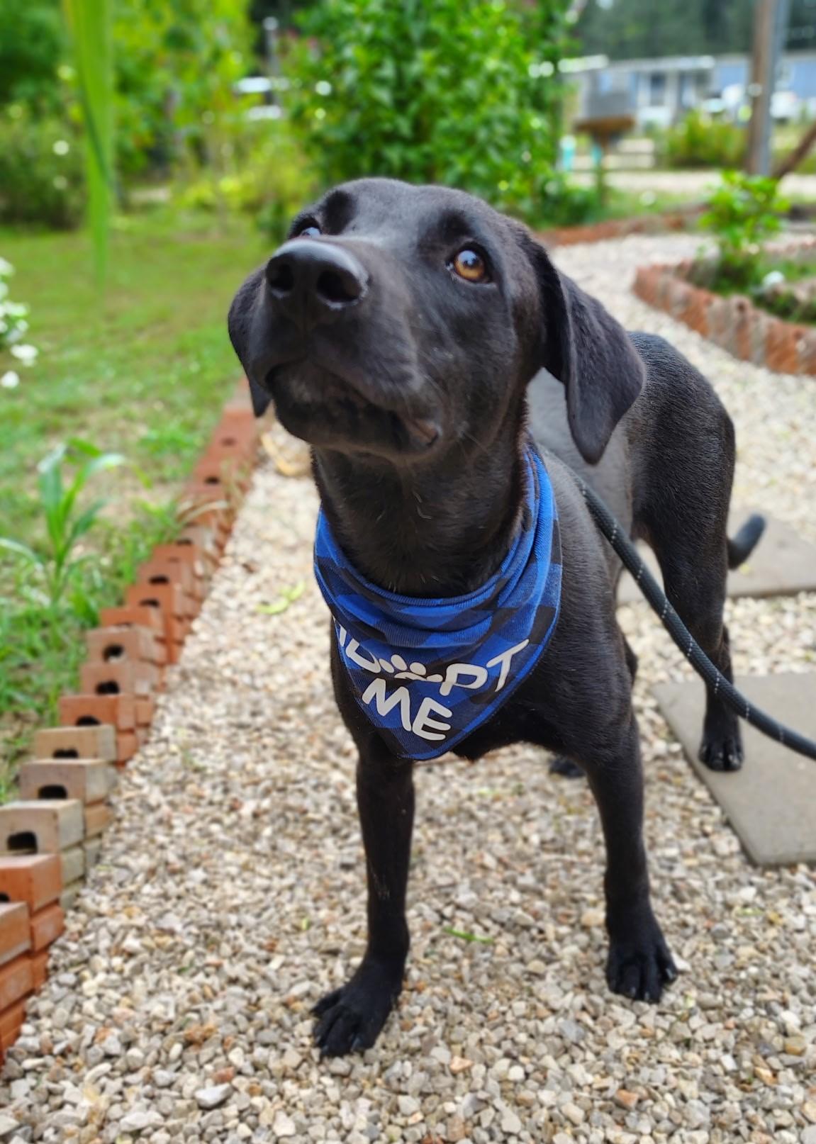 Echo, Adopted, Young Male Beagle & Carolina Dog.