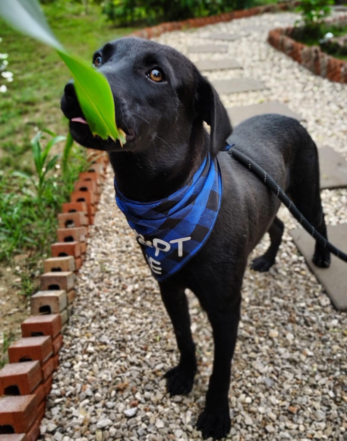 Enlarge Echo, a Adopted mixed breed in Ridgefield, NJ image 2/6