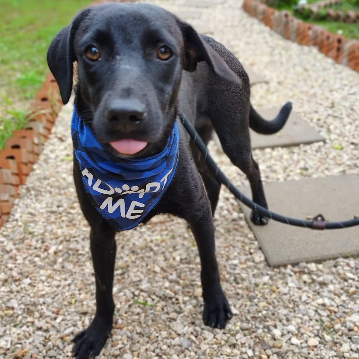 Enlarge Echo, a Adopted mixed breed in Ridgefield, NJ image 3/6