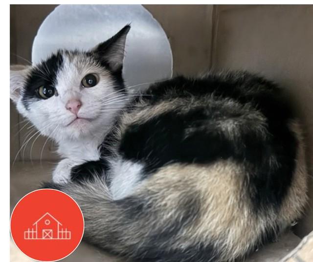 Enlarge PEARL, a Adoptable Domestic Medium Hair in Saint Louis, MO image 1/1
