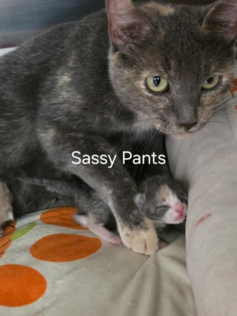 Sassy Pants, Adoptable, Senior Female Domestic Short Hair.