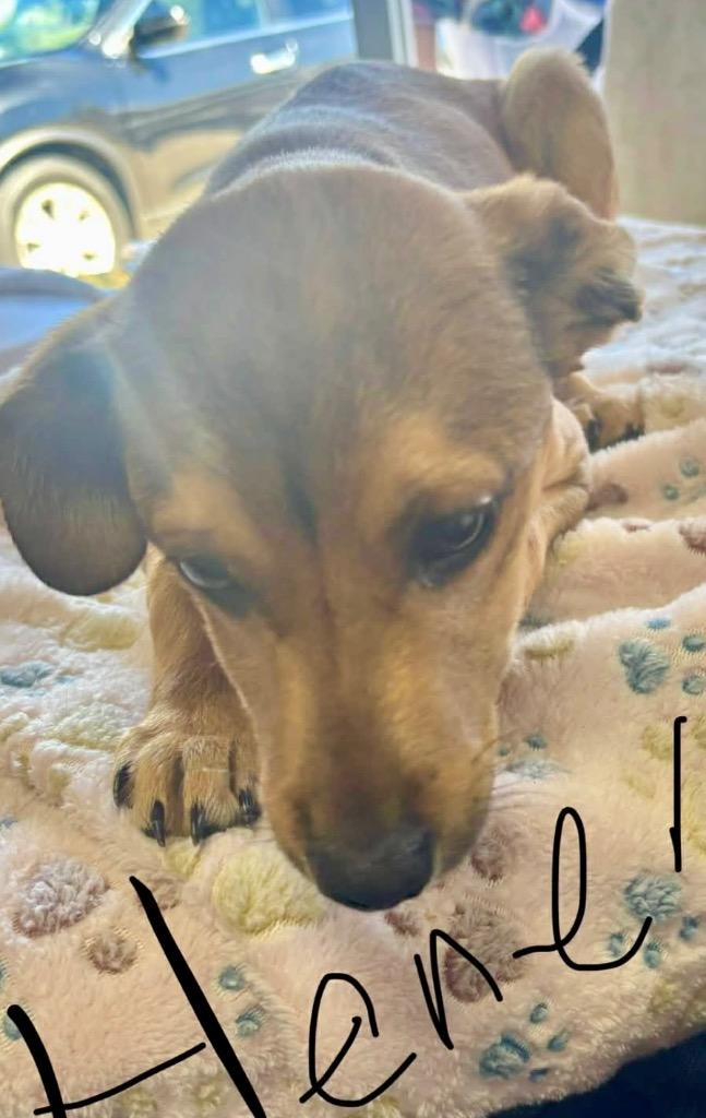 Henry — thumbnail 2