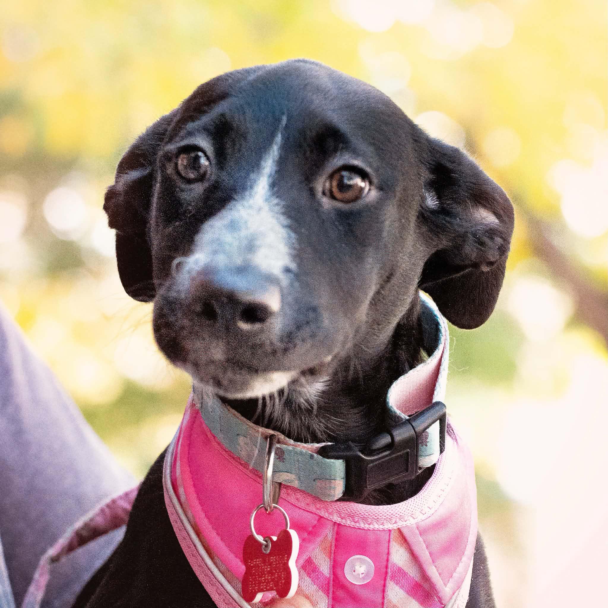 Enlarge Dixie, a Adoptable mixed breed in Boulder, CO image 4/6