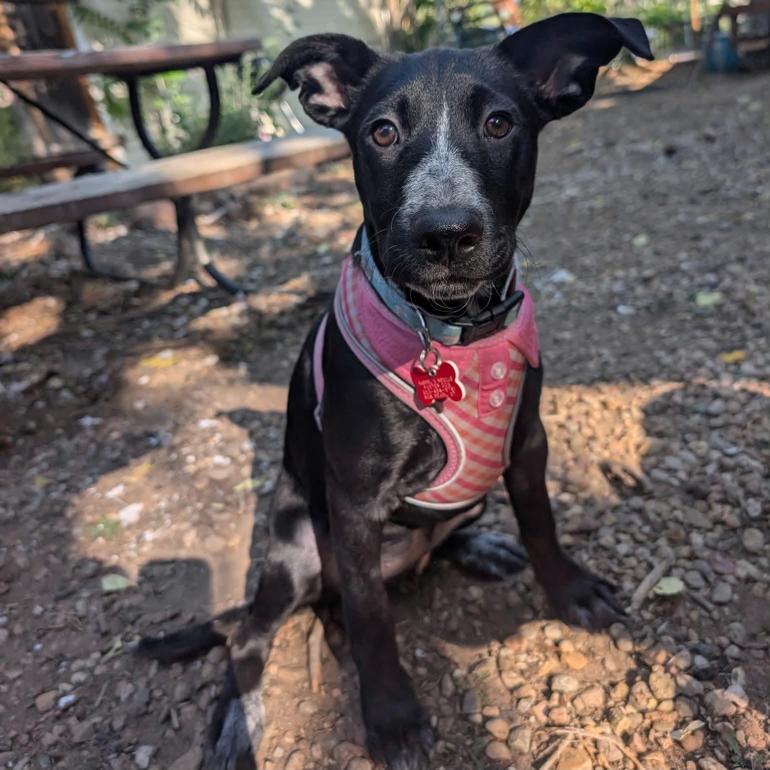 Enlarge Dixie, a Adoptable mixed breed in Boulder, CO image 6/6