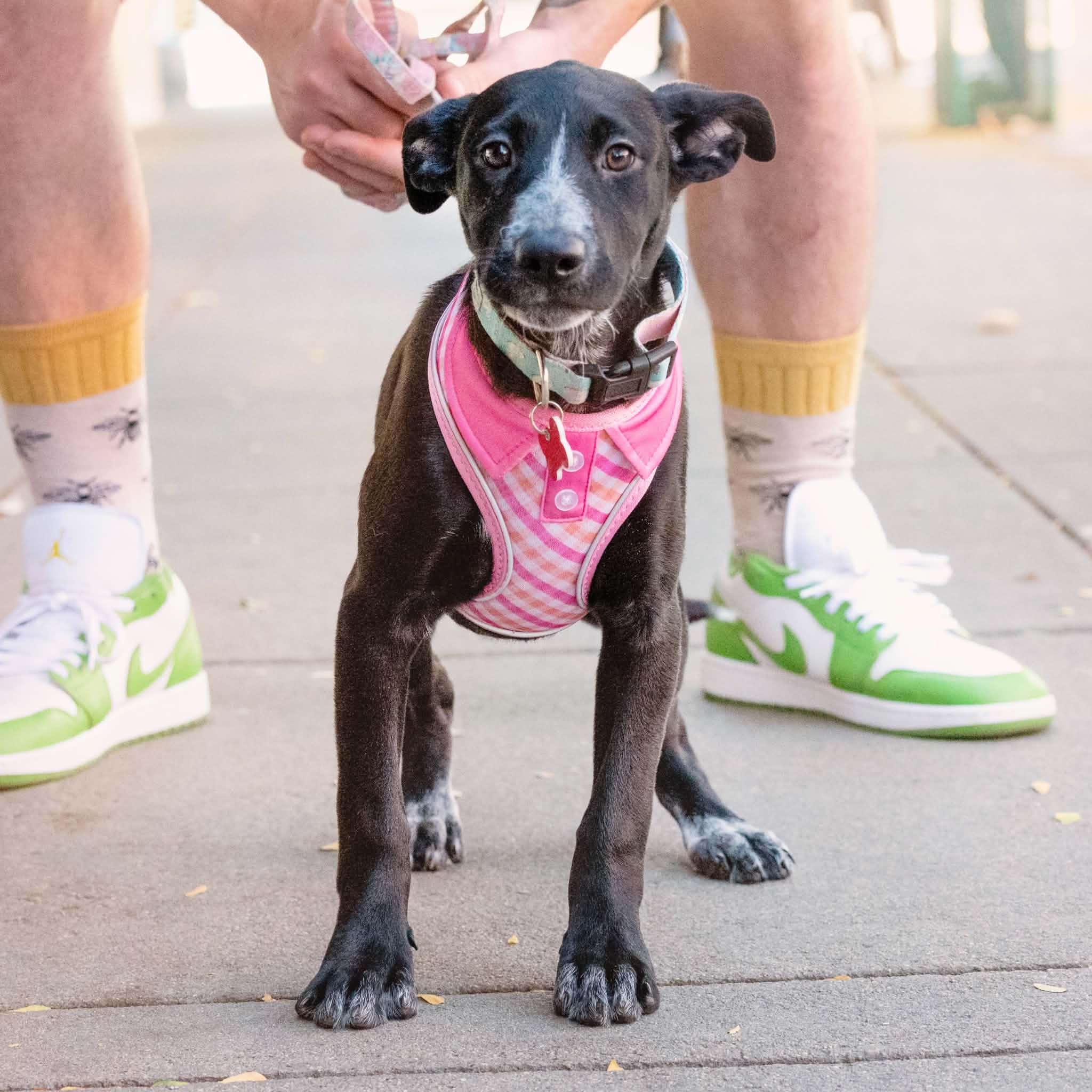 Enlarge Dixie, a Adoptable mixed breed in Boulder, CO image 1/6