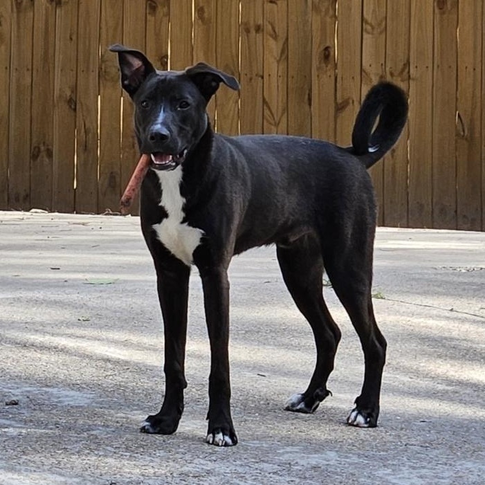 Cole, Adoptable, Young Male Shepherd.