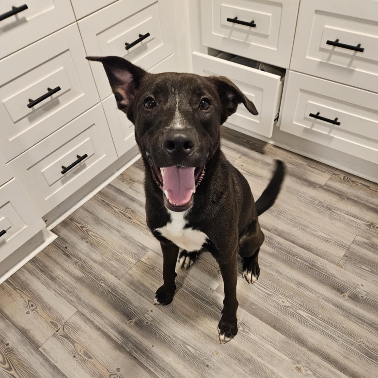 Cole, a Adoptable mixed breed in Albany, NY image 2/4