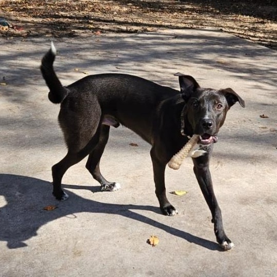 Cole, a Adoptable mixed breed in Albany, NY image 3/4