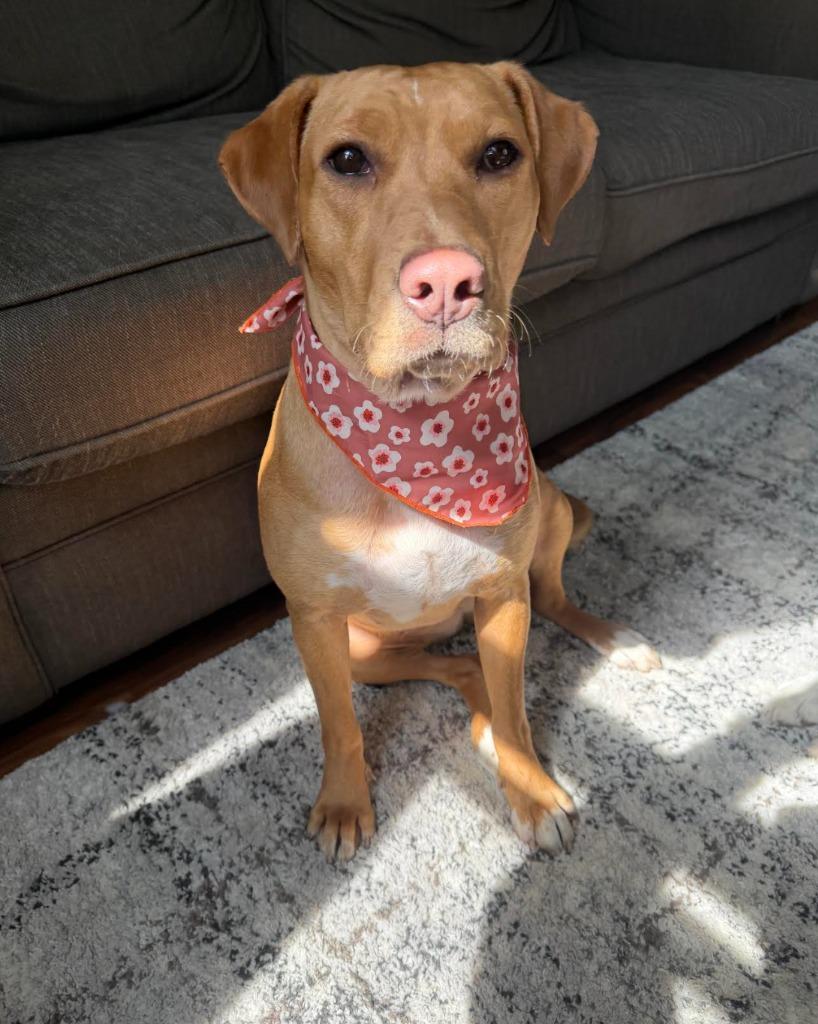 Enlarge Mylah, a Adoptable mixed breed in Savage, MN image 1/5