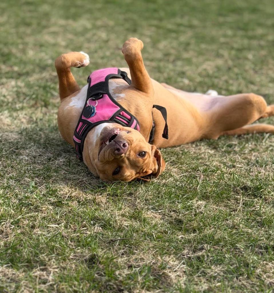 Enlarge Mylah, a Adoptable mixed breed in Savage, MN image 2/5