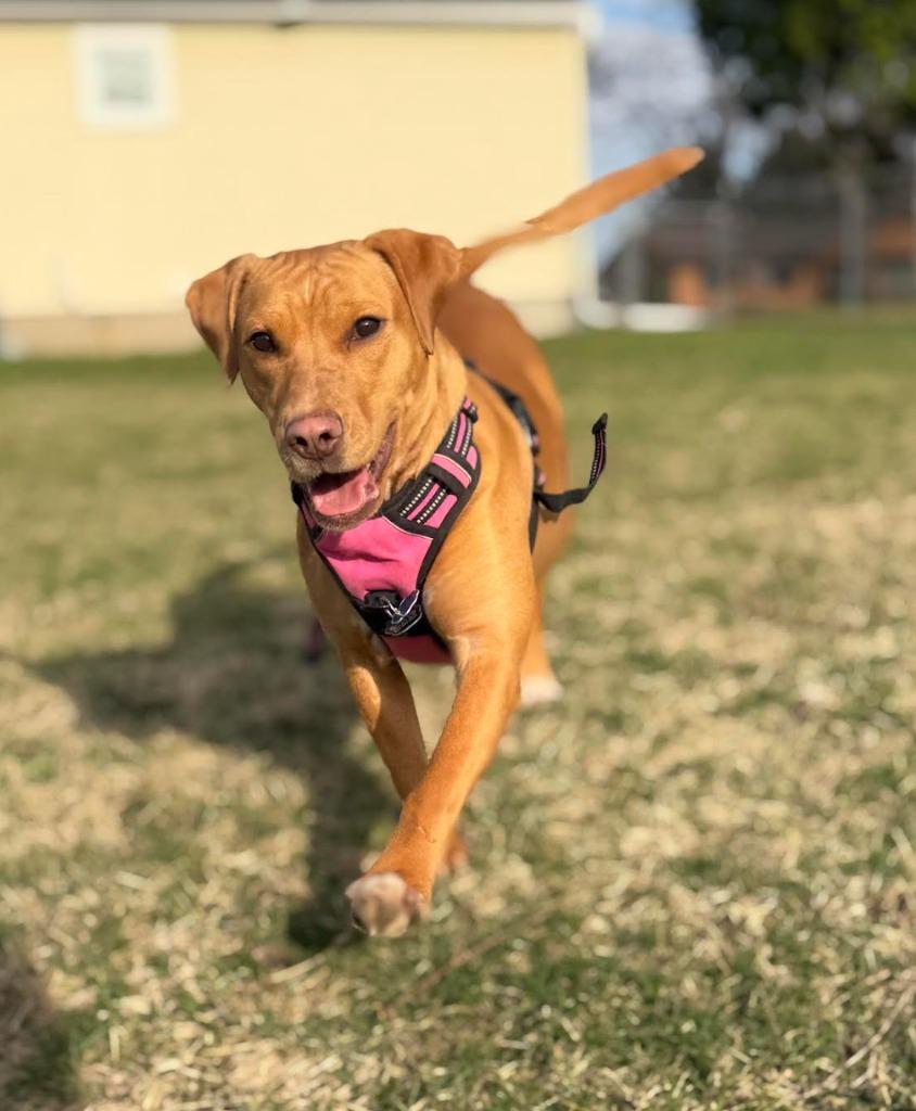 Enlarge Mylah, a Adoptable mixed breed in Savage, MN image 3/5