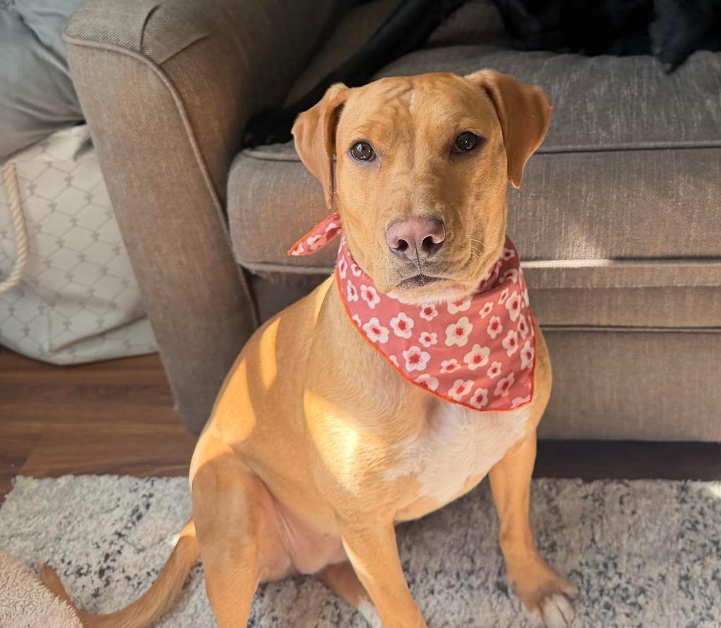 Enlarge Mylah, a Adoptable mixed breed in Savage, MN image 4/5