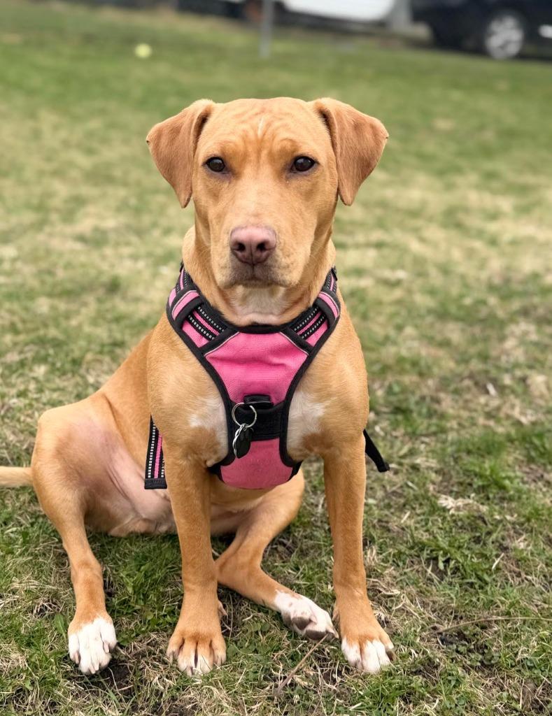 Enlarge Mylah, a Adoptable mixed breed in Savage, MN image 5/5