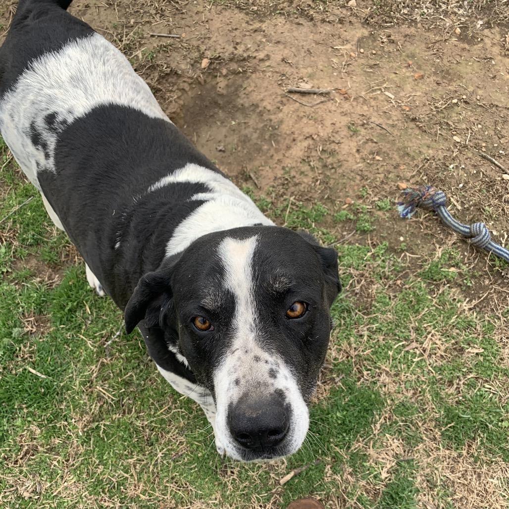 Enlarge Laker(Gracie), a Adoptable mixed breed in Washburn, MO image 1/2