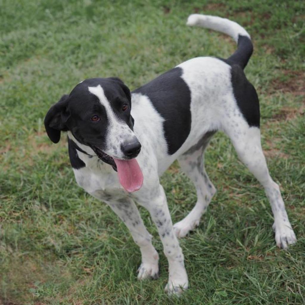 Enlarge Laker(Gracie), a Adoptable mixed breed in Washburn, MO image 2/2