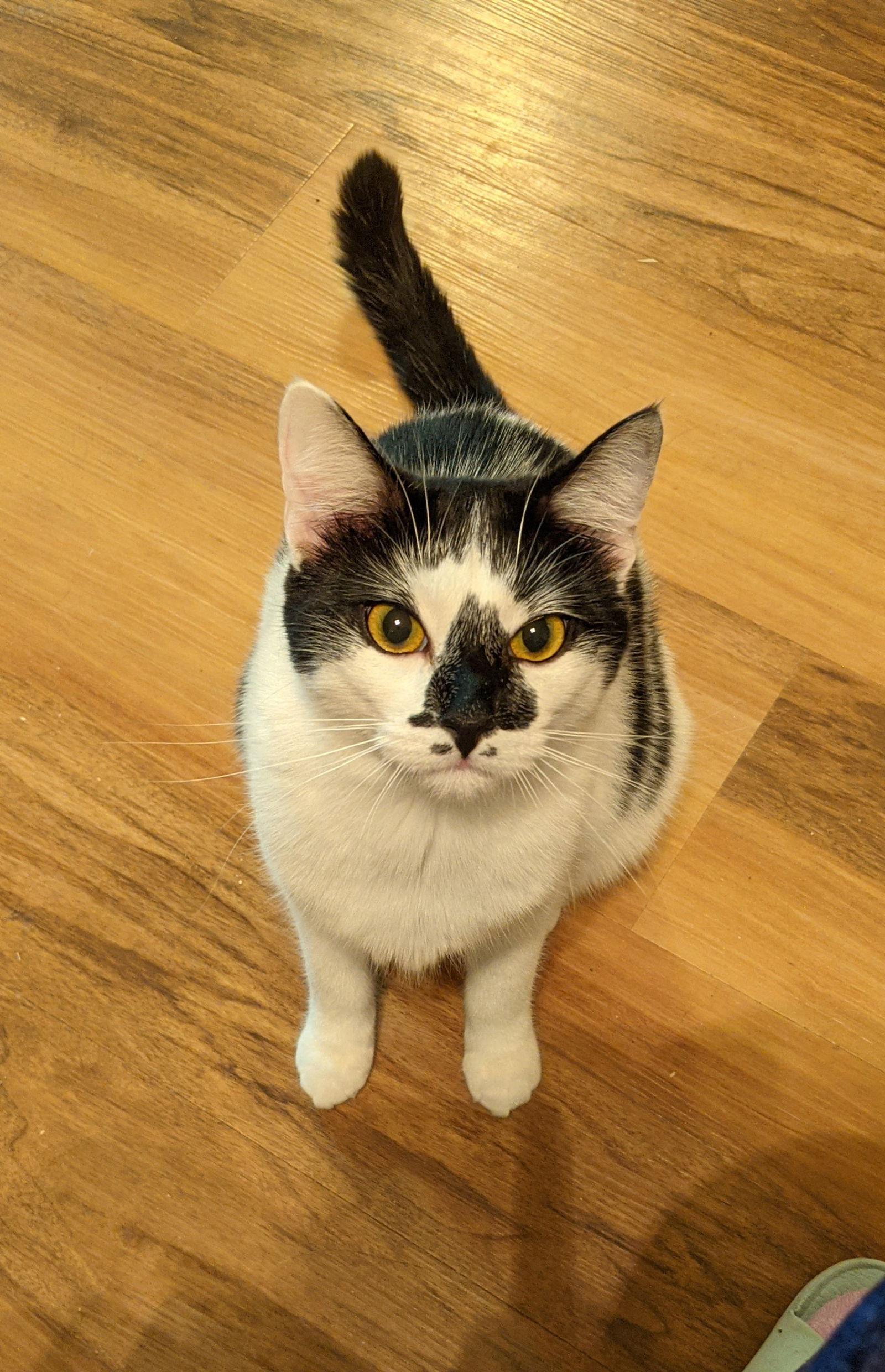 Enlarge Clover, a Adoptable Domestic Short Hair in Cypress, TX image 1/3