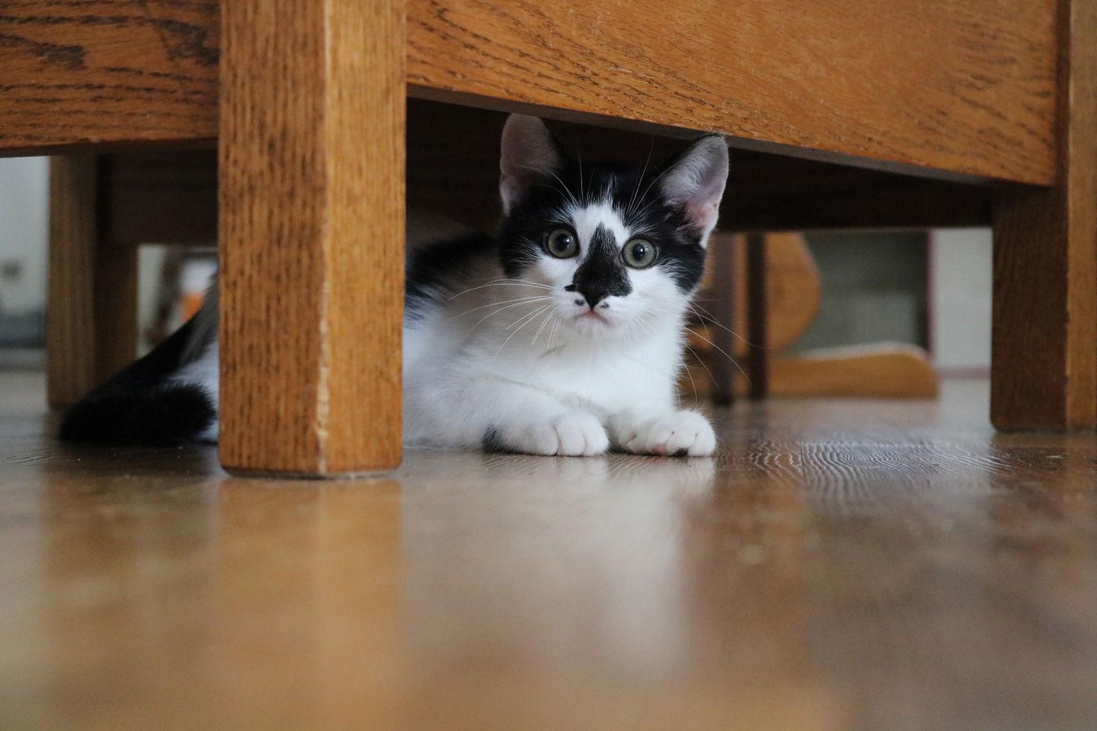 Enlarge Clover, a Adoptable Domestic Short Hair in Cypress, TX image 2/3