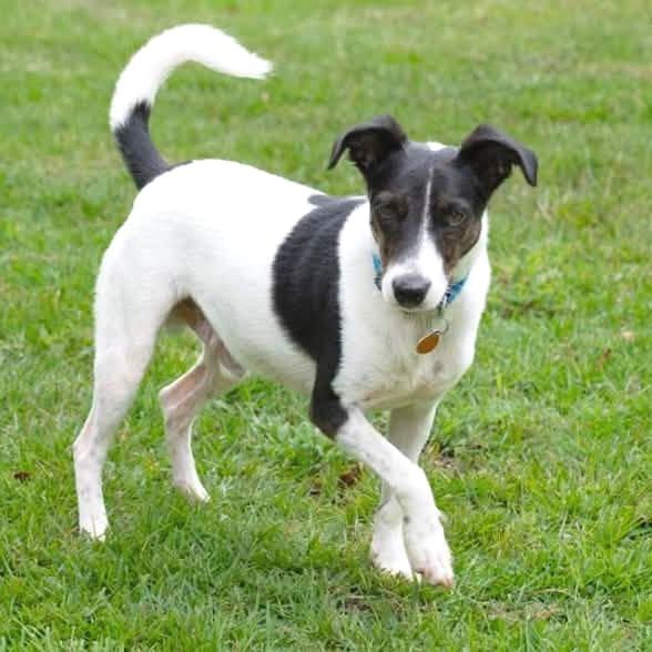 Everett 22889 - Foster Needed 9/26, Adoptable, Adult Male Rat Terrier.