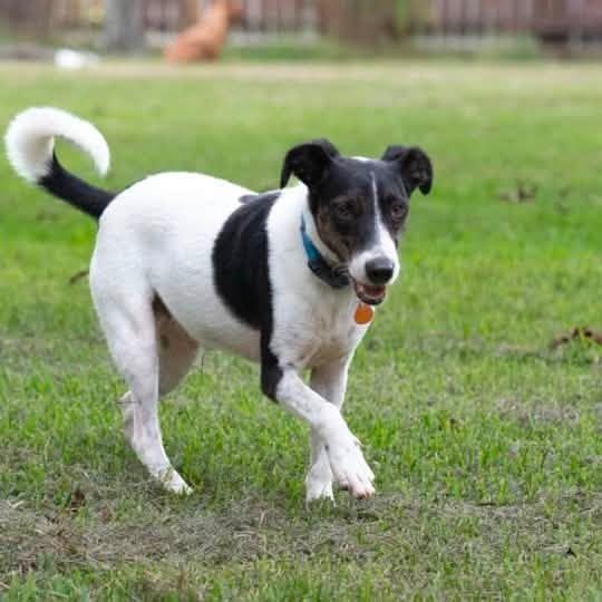 Enlarge Everett 22889 - Foster Needed 9/26, a Adoptable Rat Terrier in Minneapolis, MN image 2/4