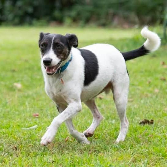 Enlarge Everett 22889 - Foster Needed 9/26, a Adoptable Rat Terrier in Minneapolis, MN image 3/4