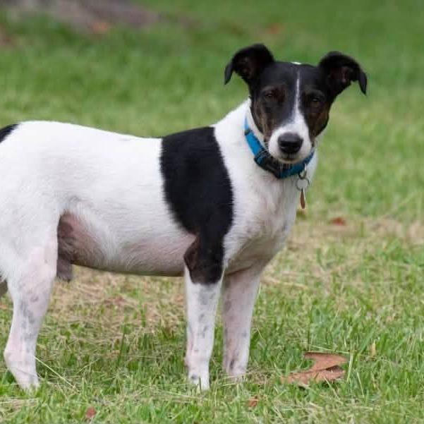 Enlarge Everett 22889 - Foster Needed 9/26, a Adoptable Rat Terrier in Minneapolis, MN image 4/4
