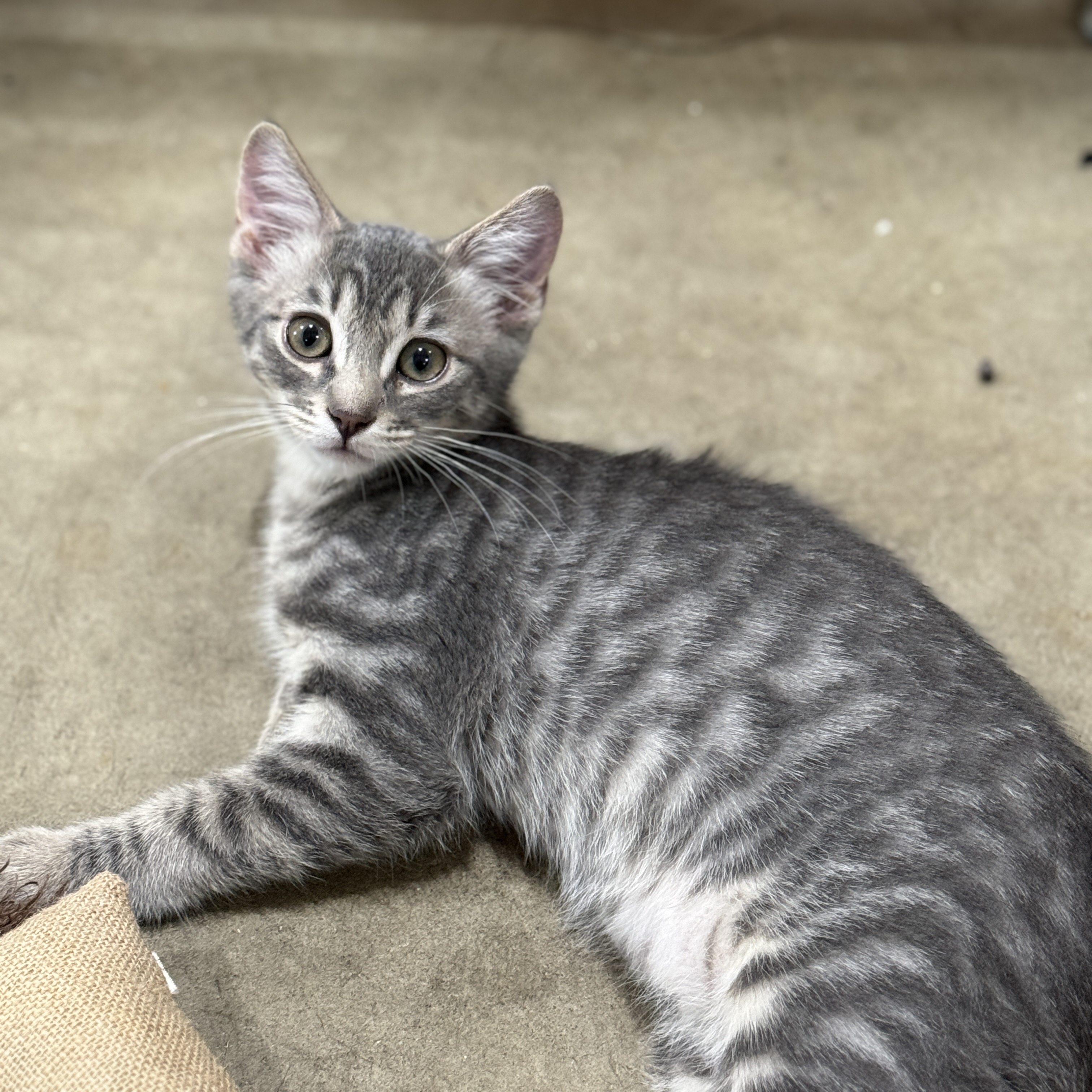 Timber and Boo, Adopted, Young Female American Shorthair.