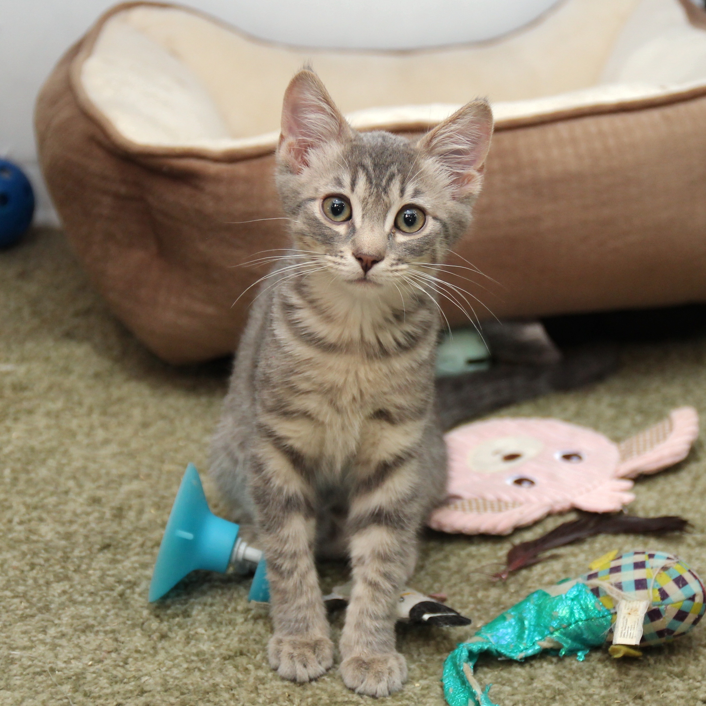 Timber and Boo, a Adopted American Shorthair in Harrisville, UT image 2/6