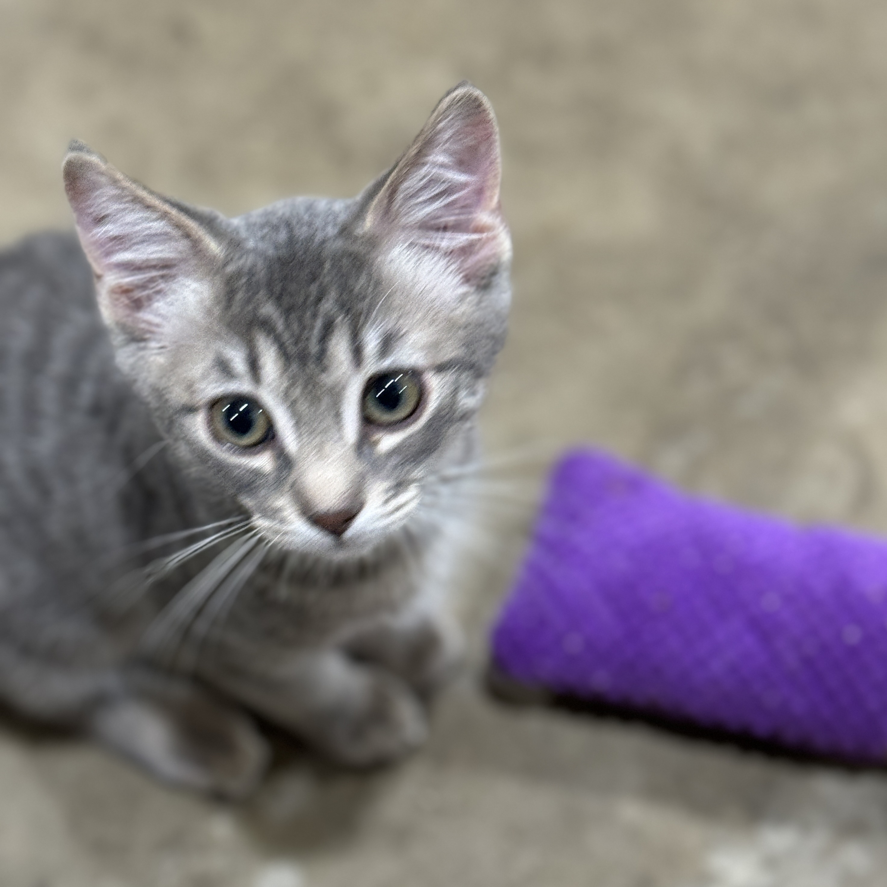 Timber and Boo, a Adopted American Shorthair in Harrisville, UT image 3/6